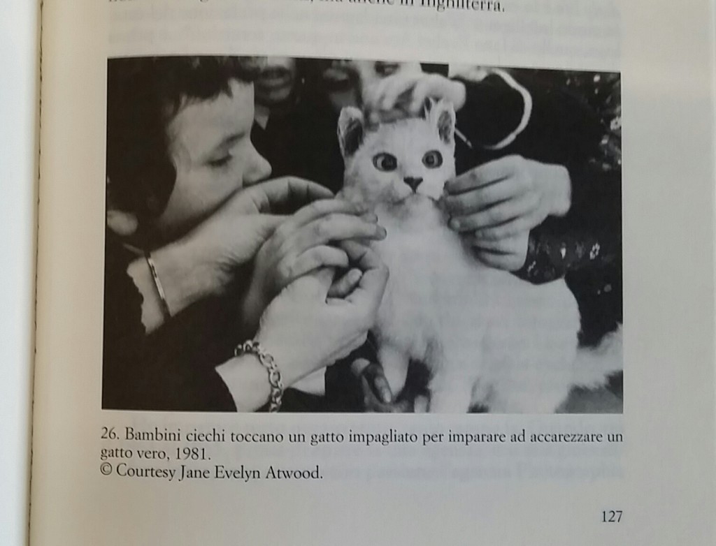 gattino