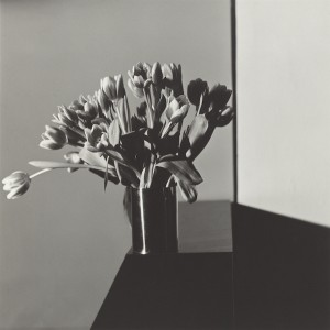 Tulips, 1978, Robert Mapplethorpe © Robert Mapplethorpe Foundation